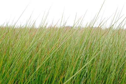 リラックス効果